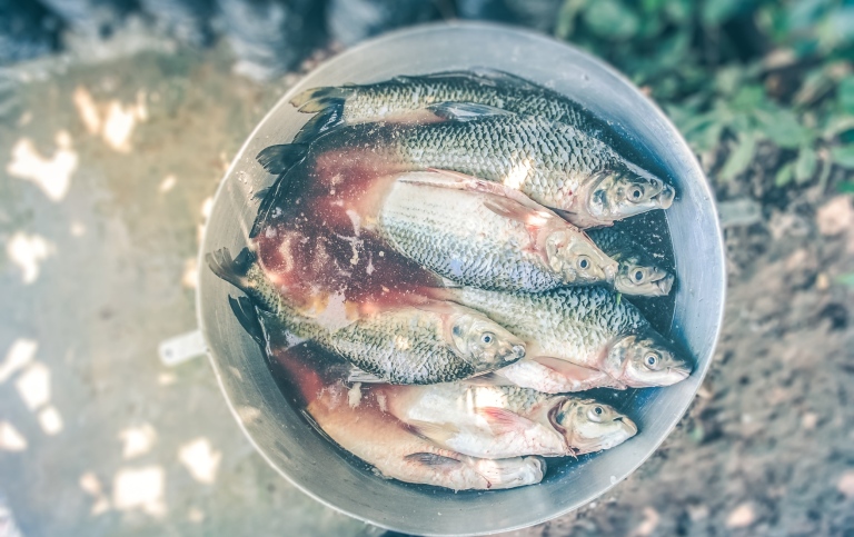 Genre photo of fish in a bucket. Photo: Jairo Alzate/Unsplash.